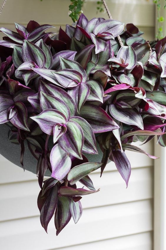 Tradescantia Zebrina (misère) : Guide Complet D’entretien