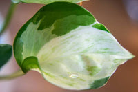 Epipremnum aureum Manjula (Pothos Manjula)