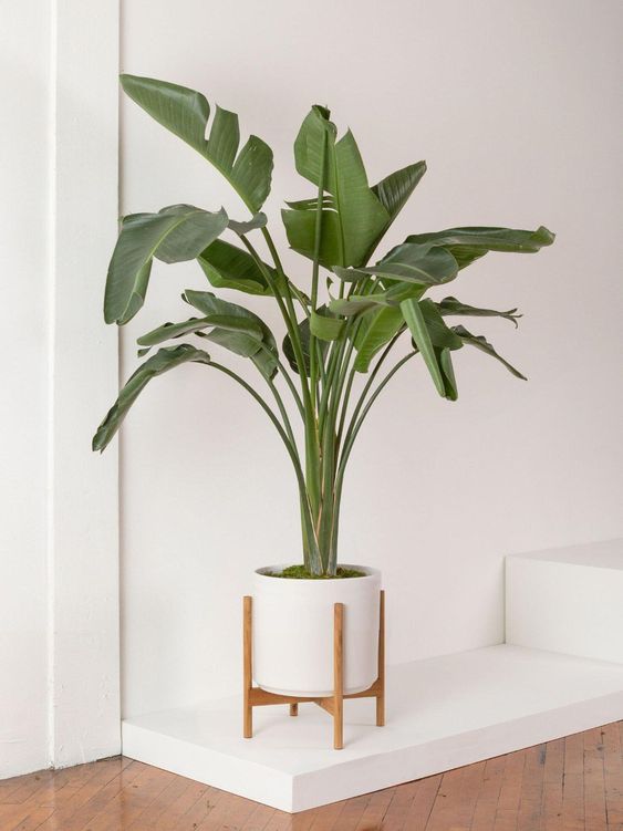 Oiseaux du Paradis (Strelitzia White Bird)