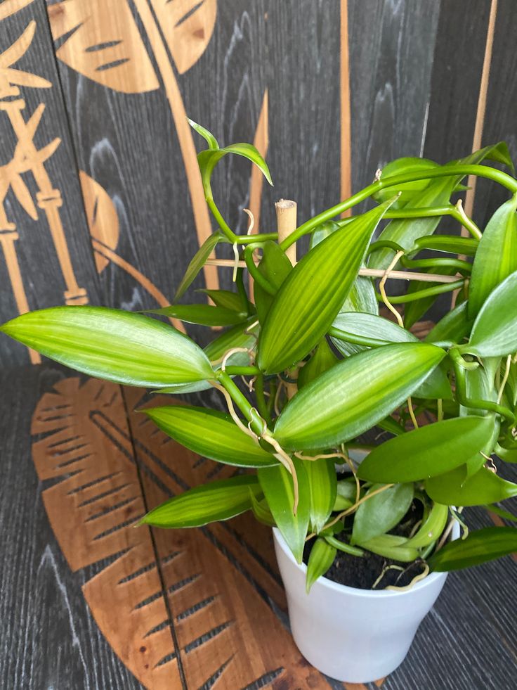 Vanilla planifolia 'Variegata'