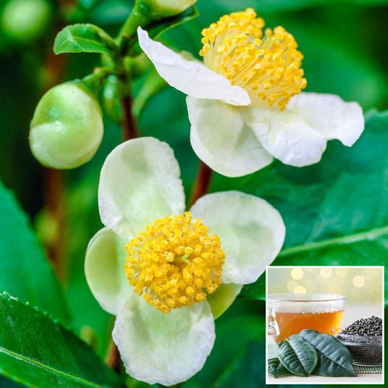 Camellia sinensis - Tea Plant
