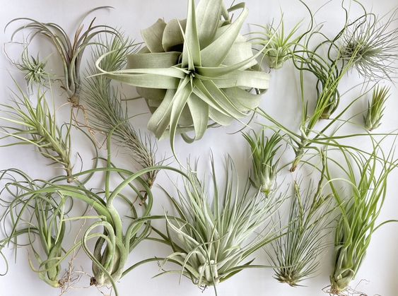 Plantes aériennes - Tillandsia variées