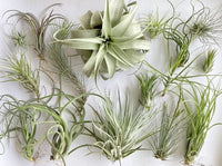 Plantes aériennes - Tillandsia variées