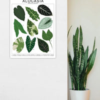 Tableau d'identification des espèces Alocasia - Tableau d'art botanique pour plantes d'intérieur - Beehive 95 Designs