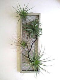 Plantes aériennes - Tillandsia variées