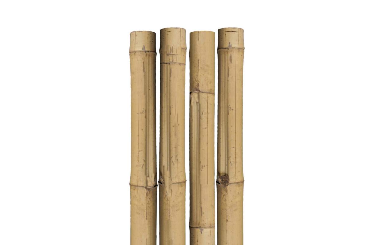 Tuteur bamboo 8'