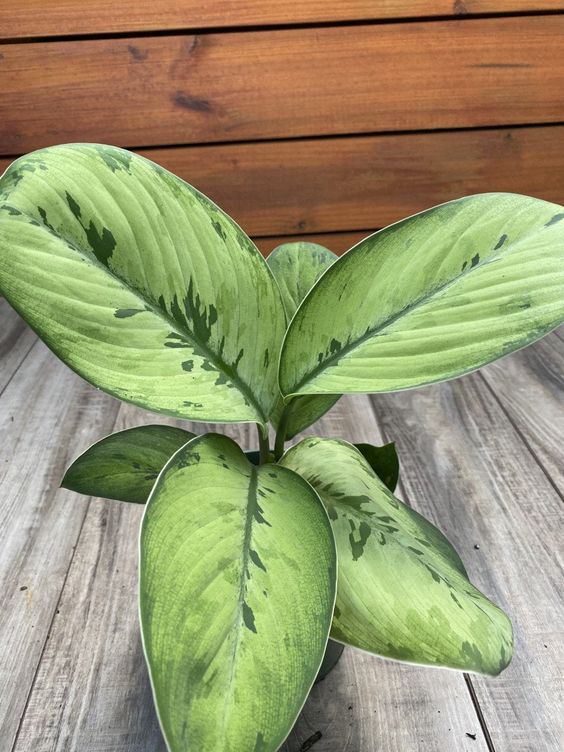 Homalomena 'Selby – FleurExcel Inc.