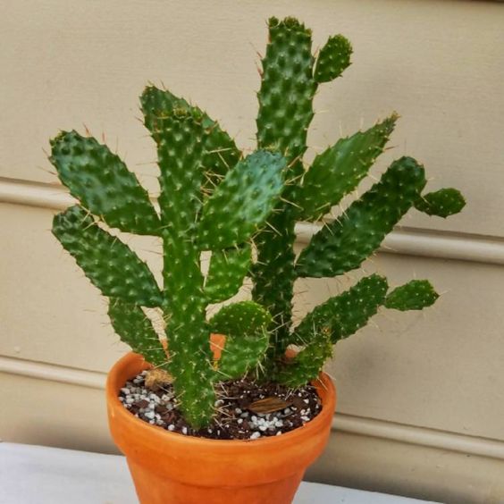 希少★ 海外輸入苗 opuntia flexospina（2セット！） Opuntia consolea falcata – FleurExcel Inc.