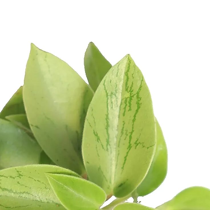 Peperomia Pixie Lime – FleurExcel Inc.