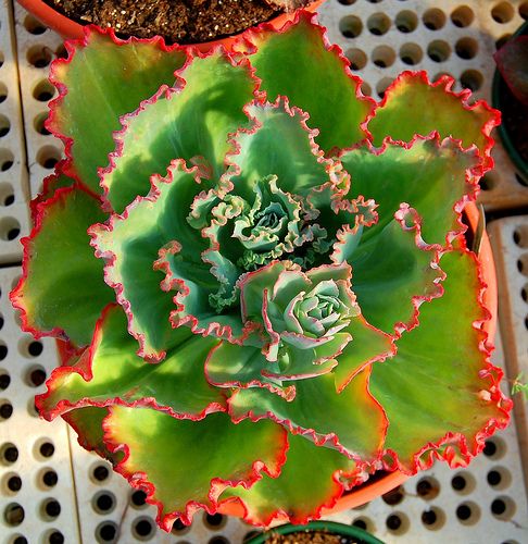 Echeveria Party Dress