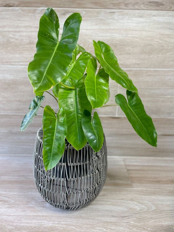 Philodendron 'Burle Marx'