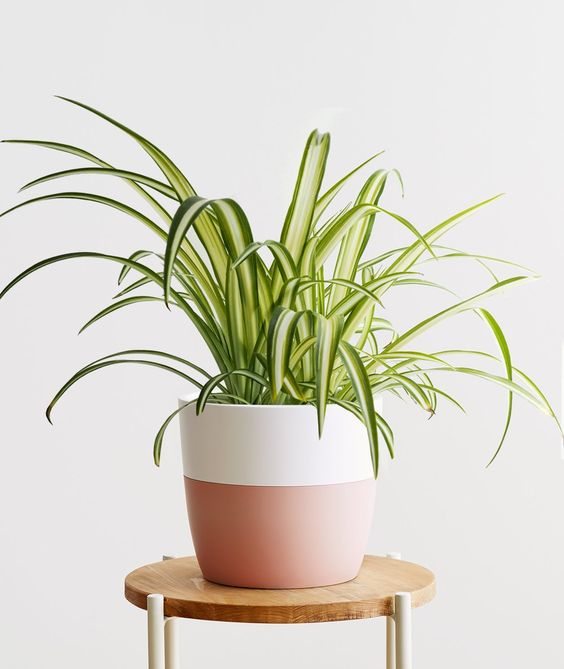 chlorophytum entretien Chlorophytum comosum – FleurExcel Inc