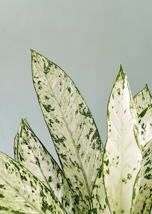 dieffenbachia maculata vesuvius Dieffenbachia 'Vesuvius' – FleurExcel Inc