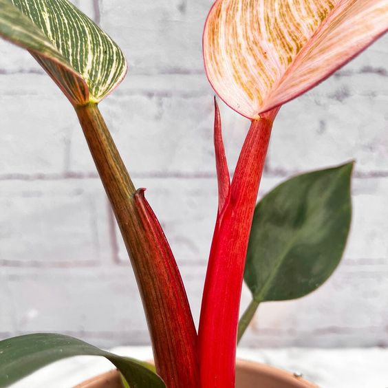 Philodendron Birkin Pink  FleurExcel Inc.