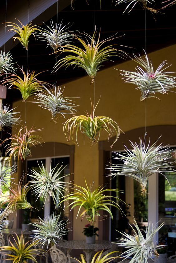 Plantes aériennes - Tillandsia variées