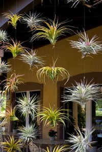 Plantes aériennes - Tillandsia variées