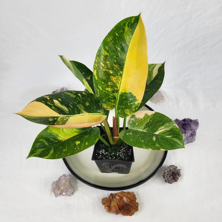 congo nuclear philodendron Philodendron Green Congo Nuclear Variegated tatei Krause spp