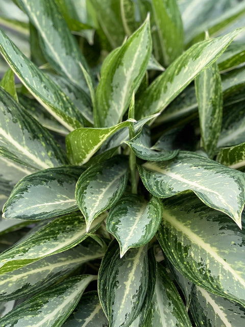 aglaonema white rain Aglaonema White Rain