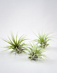 Plantes aériennes - Tillandsia variées