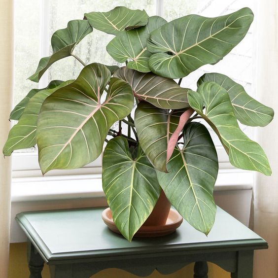 fleur de philodendron Philodendron Summer – FleurExcel Inc