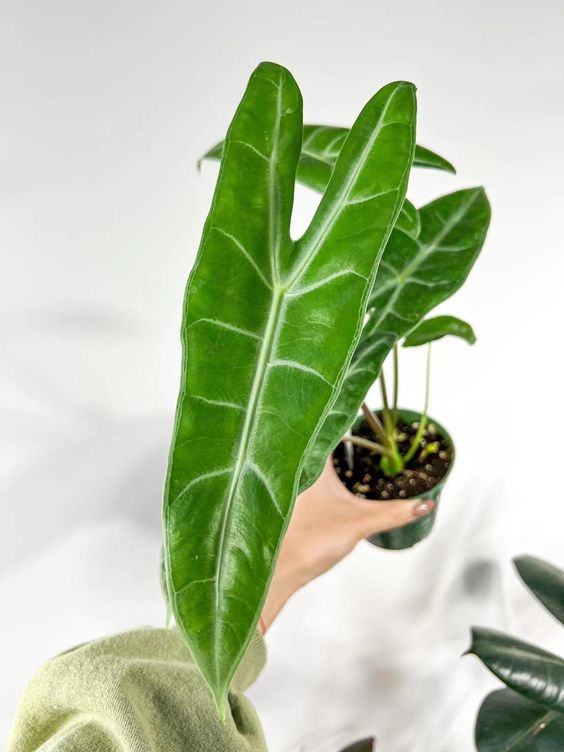Alocasia Longiloba – FleurExcel Inc.