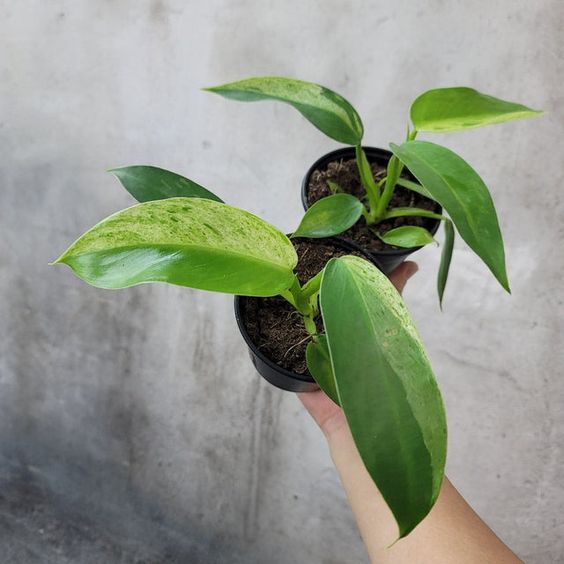 philodendron jose bueno Philodendron Jose Bueno – FleurExcel Inc
