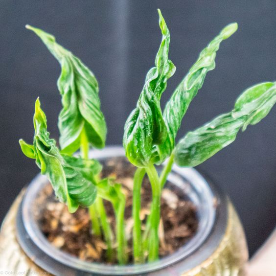 shangri la sleeping pothos Epipremnum aureum 'Shangri La' – Sleeping Pothos – FleurExcel Inc