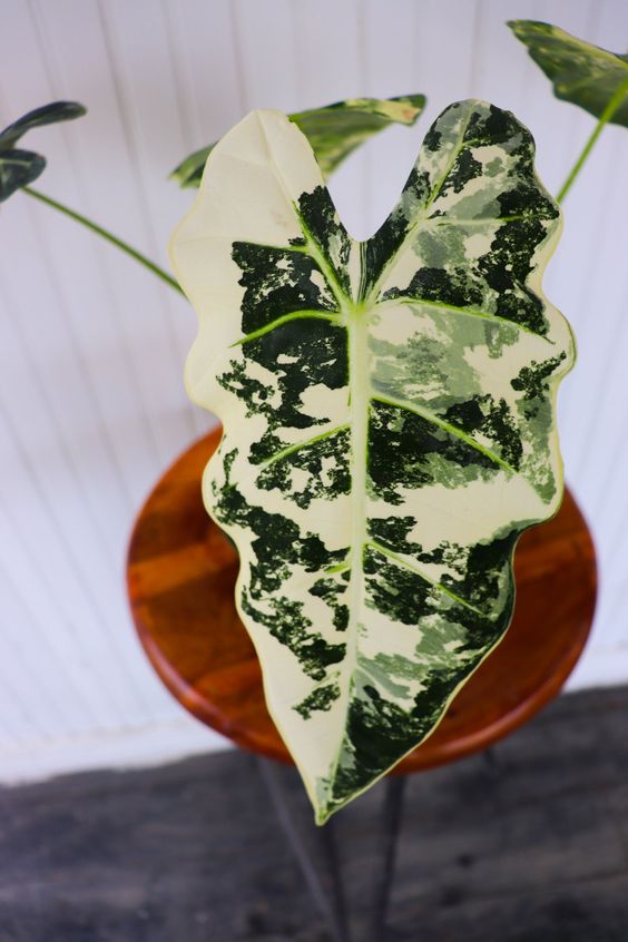 Alocasia Frydek variegata