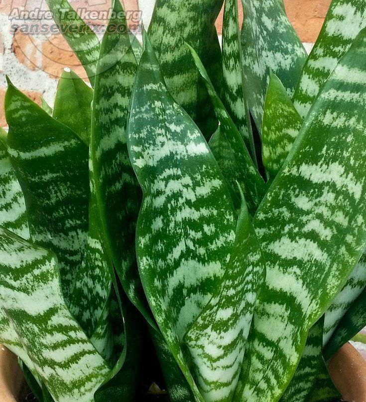 Sansevieria trifasciata 'Robusta' – FleurExcel Inc
