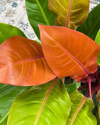 philodendron prince of orange entretien Philodendron Prince of Orange – FleurExcel Inc