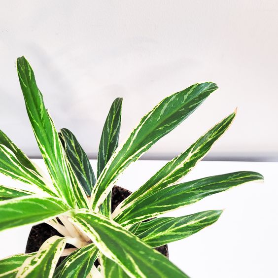 aglaonema rice leaf Aglaonema Rice Leaf