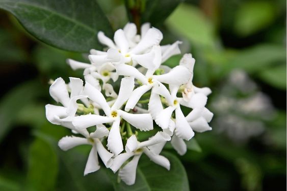 Plante Grimpante Jasmin étoilé Trachelospermum - Lot De 6 Plantes Grimpantes - Fleurs Blanches Parfumées Jasmin étoilé Blanc Persistant Extérieur