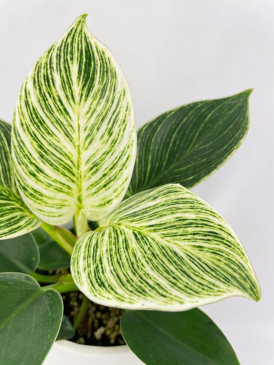 philodendron birkin taille adulte Philodendron Birkin – FleurExcel Inc