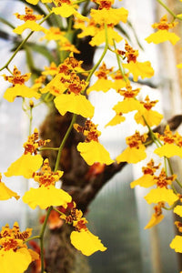 Oncidium sweet sugar - jaune -  orchidée