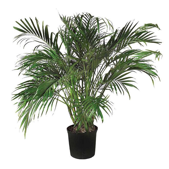 Palmier Cataractarum