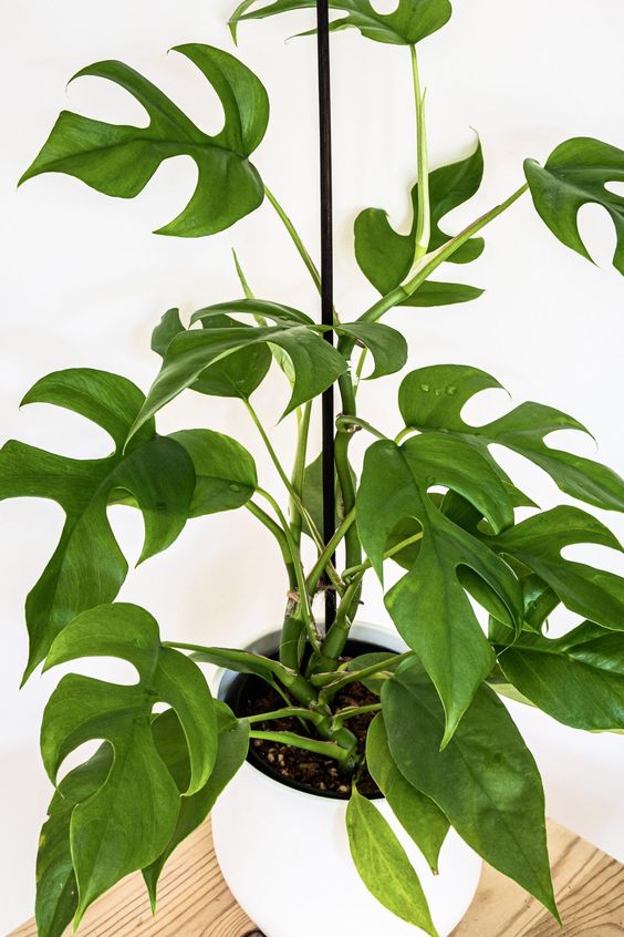 philodendron minima ginny Rhaphidophora Tetrasperma