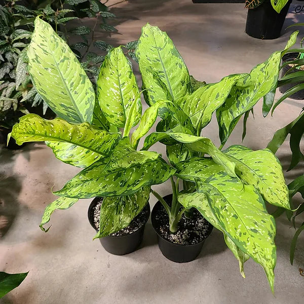 dieffenbachia fleur Diffenbachia Picasso – FleurExcel Inc