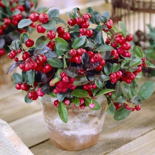 Gaultheria Procumbens