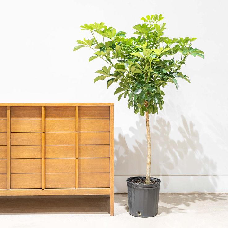 Trinette Dwarf Schefflera – FleurExcel Inc.
