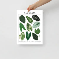 Tableau d'identification des espèces Alocasia - Tableau d'art botanique pour plantes d'intérieur - Beehive 95 Designs