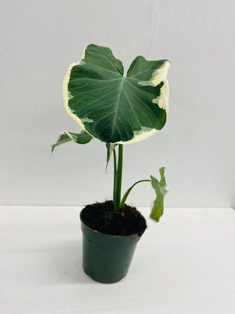 Alocasia Xanthosoma Variegata Mickey Mouse – FleurExcel Inc