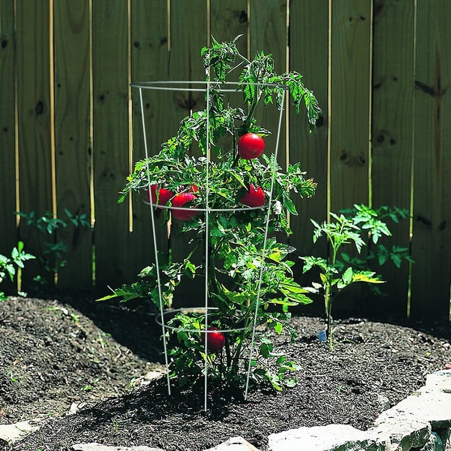 Cages à tomates - grandeurs variées