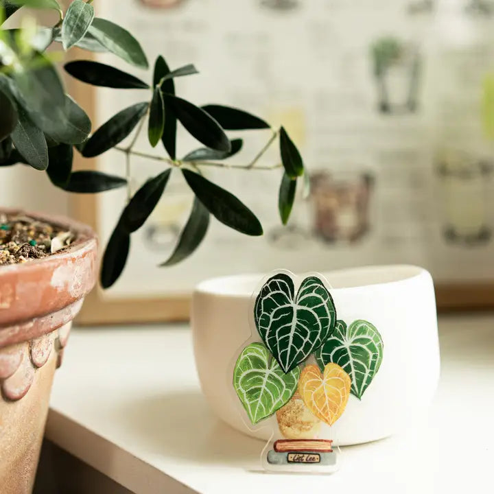 velvet cardboard anthurium Aimant - double face de plantes tropicales