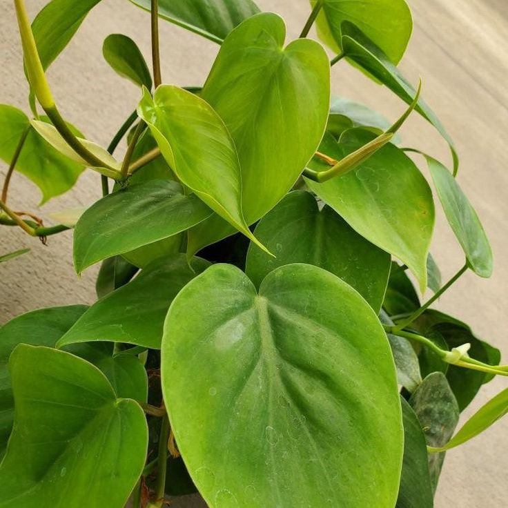 philodendron cordatum entretien Philodendron Cordatum