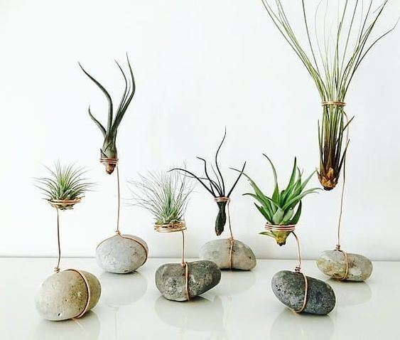 Plantes aériennes - Tillandsia variées