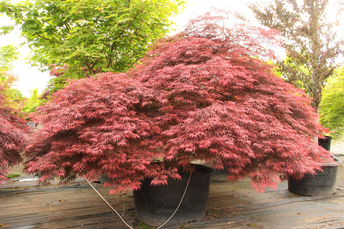Acer palmatum 'Inaba-shidare'- érable