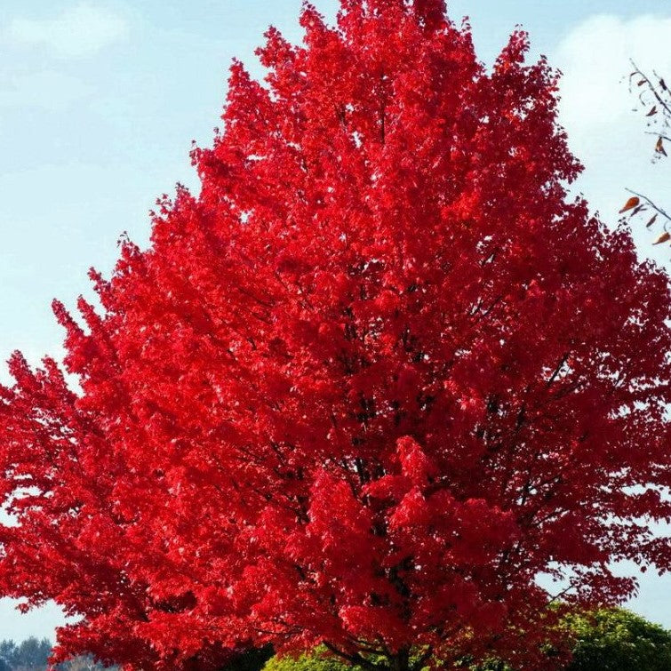 Acer - Freemani - Autumn Blaze - érable