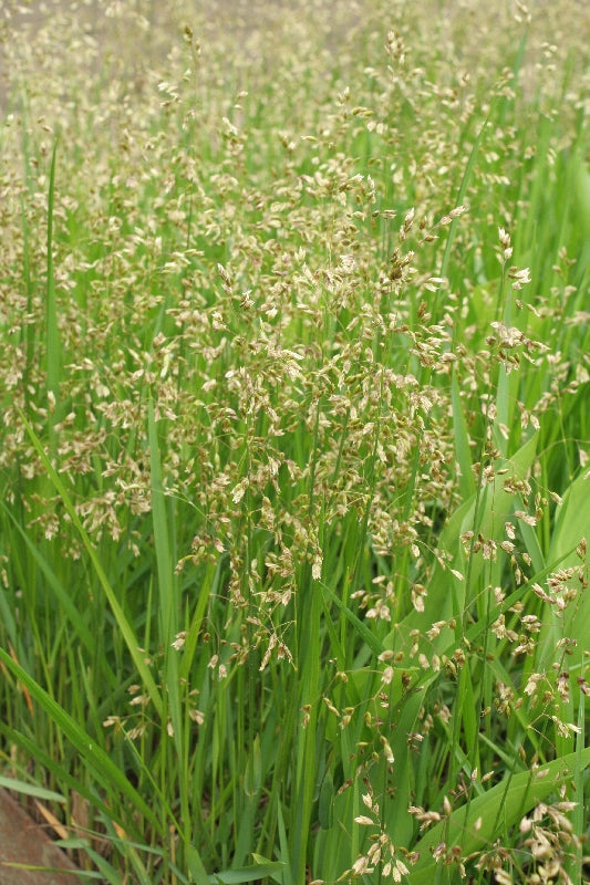 Sachet de semence -Foin d'odeur- Vanilla Grass – Les semences Marie-Victorin
