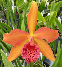 Cattleya - Orchidée