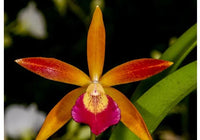 Cattleya - Orchidée